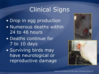 Clinical Signs
• Drop in egg production
• Numerous deaths within
  24 to 48 hours
• Deaths continue for
  7 to 10 days
• Surviving birds may
  have neurological or
  reproductive damage

                    Center for Food Security and Public Health, Iowa State University, 2011
 