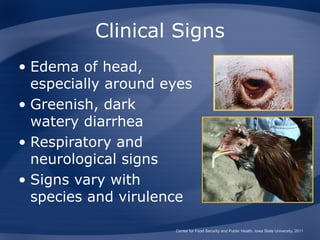 Clinical Signs
• Edema of head,
  especially around eyes
• Greenish, dark
  watery diarrhea
• Respiratory and
  neurological signs
• Signs vary with
  species and virulence

                     Center for Food Security and Public Health, Iowa State University, 2011
 