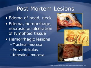 Post Mortem Lesions
• Edema of head, neck
• Edema, hemorrhage,
  necrosis or ulceration
  of lymphoid tissue
• Hemorrhagic lesions
  – Tracheal mucosa
  – Proventriculus
  – Intestinal mucosa

                        Center for Food Security and Public Health, Iowa State University, 2011
 