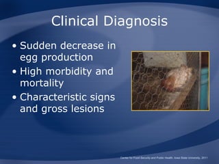 Clinical Diagnosis
• Sudden decrease in
  egg production
• High morbidity and
  mortality
• Characteristic signs
  and gross lesions



                         Center for Food Security and Public Health, Iowa State University, 2011
 