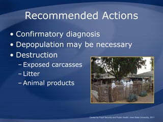Recommended Actions
• Confirmatory diagnosis
• Depopulation may be necessary
• Destruction
  – Exposed carcasses
  – Litter
  – Animal products




                        Center for Food Security and Public Health, Iowa State University, 2011
 