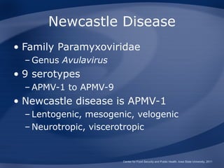 Newcastle Disease
• Family Paramyxoviridae
  – Genus Avulavirus
• 9 serotypes
  – APMV-1 to APMV-9
• Newcastle disease is APMV-1
  – Lentogenic, mesogenic, velogenic
  – Neurotropic, viscerotropic


                       Center for Food Security and Public Health, Iowa State University, 2011
 
