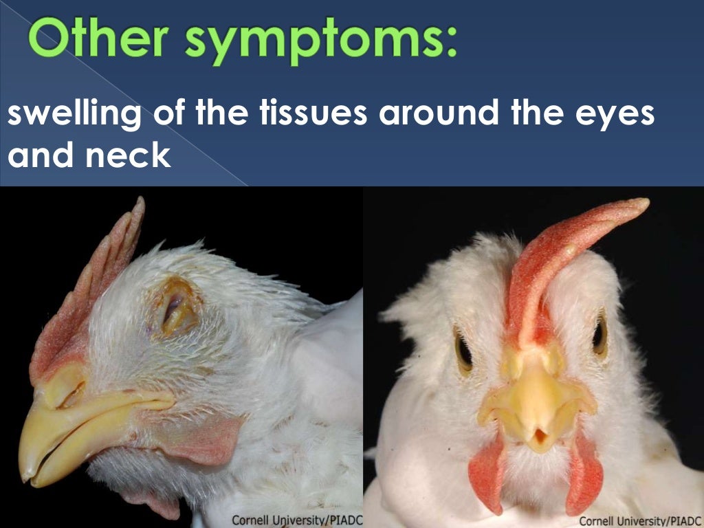 Newcastle disease