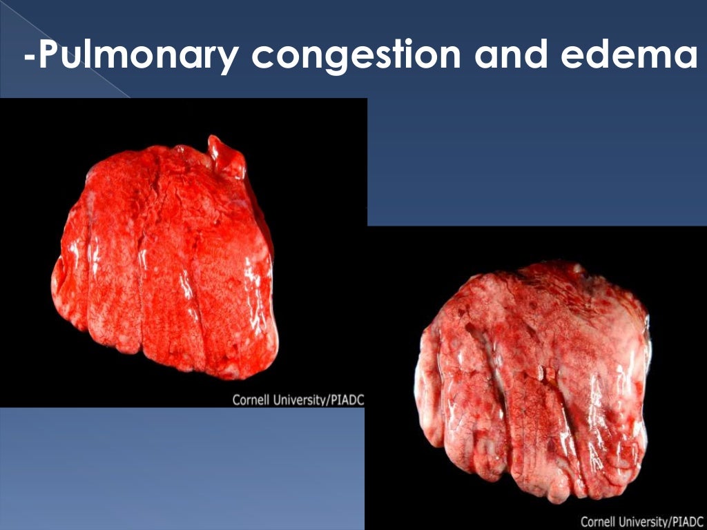 Newcastle disease