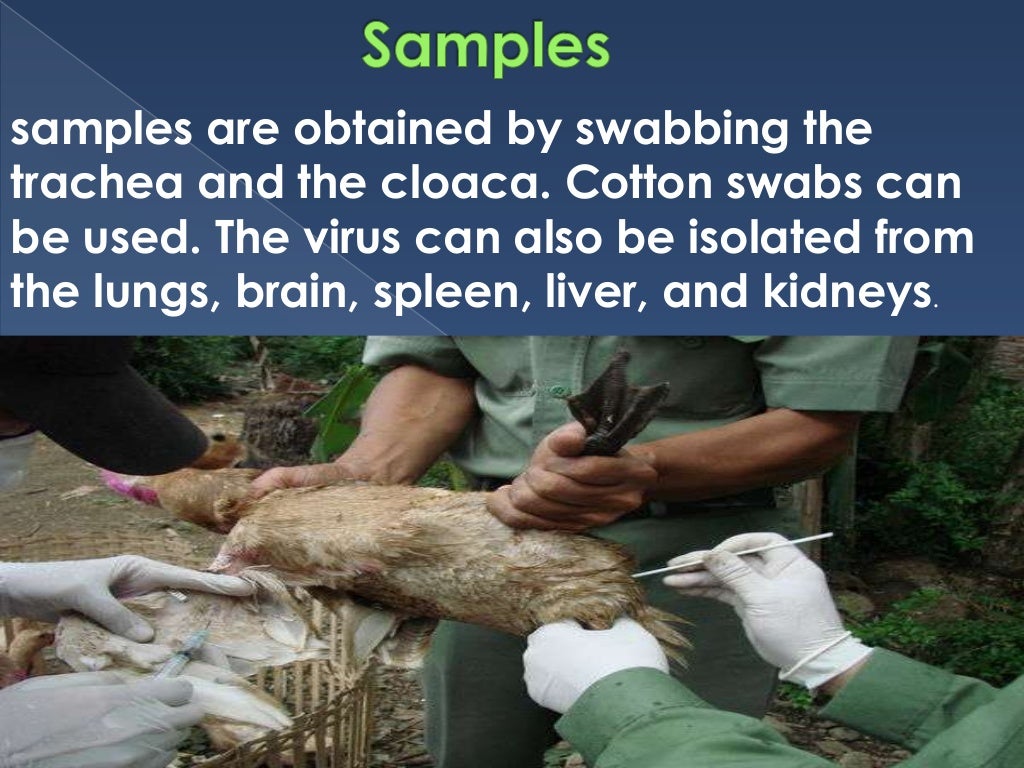 Newcastle disease
