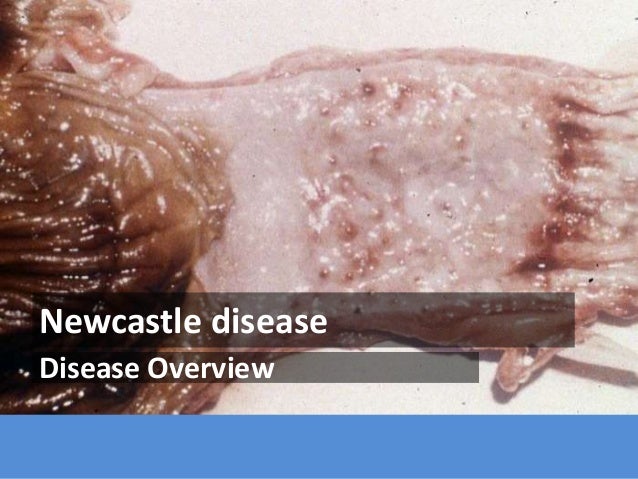 New Castle Disease