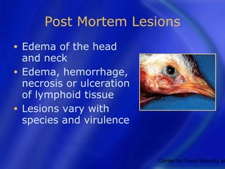 Newcastle disease