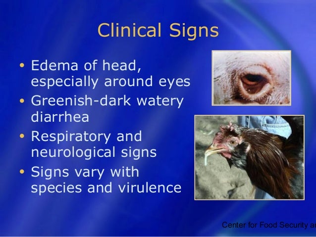 Newcastle disease