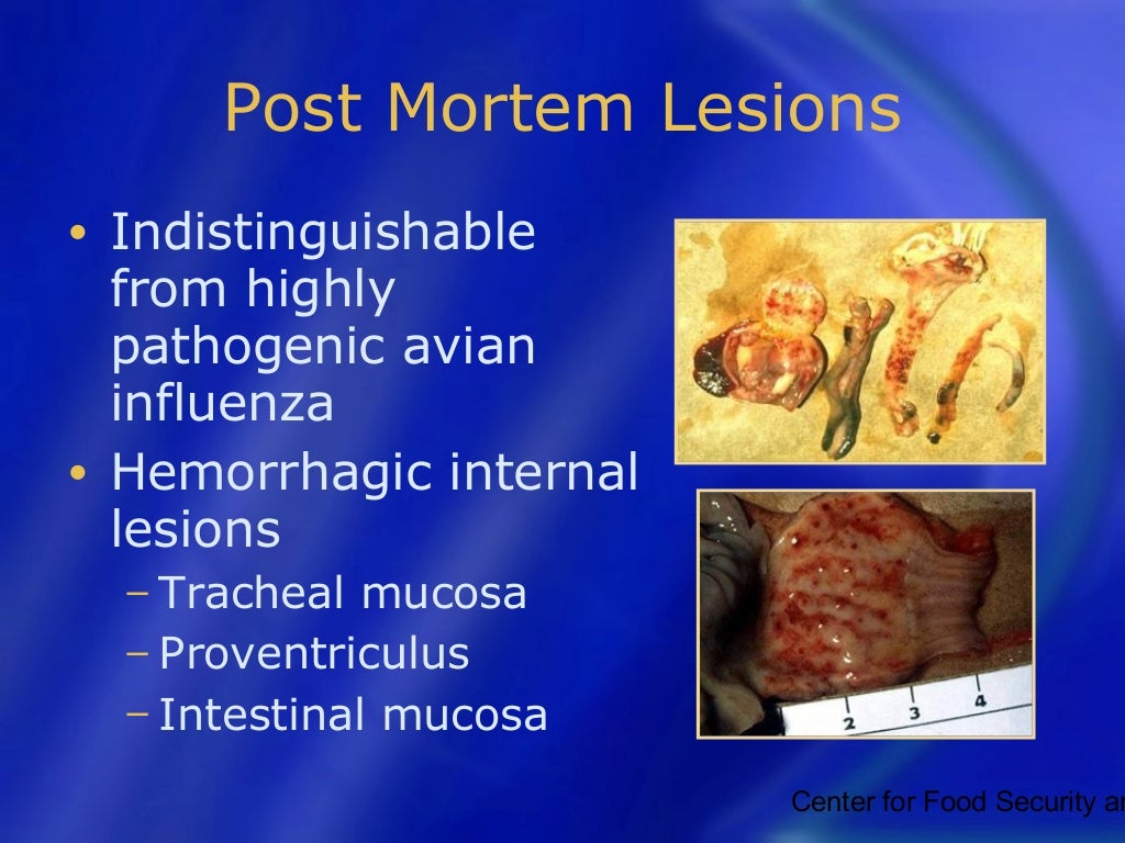 Newcastle disease