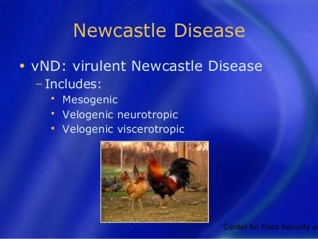 Newcastle disease