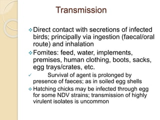 Transmission
Direct contact with secretions of infected
birds; principally via ingestion (faecal/oral
route) and inhalation
Fomites: feed, water, implements,
premises, human clothing, boots, sacks,
egg trays/crates, etc.
 Survival of agent is prolonged by
presence of faeces; as in soiled egg shells
 Hatching chicks may be infected through egg
for some NDV strains; transmission of highly
virulent isolates is uncommon
 
