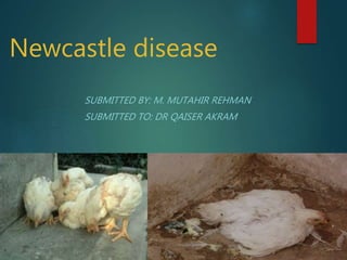 Newcastle disease
SUBMITTED BY: M. MUTAHIR REHMAN
SUBMITTED TO: DR QAISER AKRAM
 