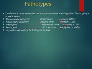 Pathotypes
 On the basis of virulence and tissue tropism isolates are categorized in to 5 groups
or pathotypes:
1. Viscerotropic velogenic Doyle’s form mortality 100%
2. Neurotropic velogenic Beach’s form mortality 100%
3. Mesogenic Beaudette’s form mortality <10%
4. Lentogenic Hitchner’s form negligible mortality
5. Asymptomatic enteric by lentogenic strains
 