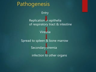 Pathogenesis
Entry
Replication in epithelia
of respiratory tract & intestine
Viremia
Spread to spleen & bone marrow
Secondary viremia
infection to other organs
 