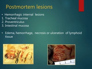 Postmortem lesions
• Hemorrhagic internal lesions
1. Tracheal mucosa
2. Proventriculus
3. Intestinal mucosa
• Edema, hemorrhage, necrosis or ulceration of lymphoid
tissue
 