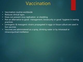 Vaccination
• Vaccination routine worldwide
• Reduces clinical signs
• Does not prevent virus replication or shedding
• Not an alternative to good management, biosecurity or good hygiene in rearing
practices
• Lentogenic & mesogenic strains propagated in eggs or tissue culture are used in
live vaccines
• Vaccines are administered as a spray, drinking water or by intranasal or
intraconjuctival instillation
 