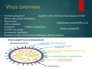 Virus overview
• Formerly grouped in Myxoviridae together with orthomyxovirus because of their
affinity with mucus membrane
• Pleomorphic
• 150nm diameter
• Enveloped 2 types of paplomers
• SS RNA (-ve sense)
• Cytoplasmic replication
• Sensitive to heat , disinfectants, detergents & lipid solvents
Fusion protein(F)
Attachment protein(HN or G)
 