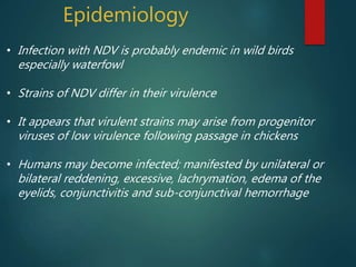 Epidemiology
• Infection with NDV is probably endemic in wild birds
especially waterfowl
• Strains of NDV differ in their virulence
• It appears that virulent strains may arise from progenitor
viruses of low virulence following passage in chickens
• Humans may become infected; manifested by unilateral or
bilateral reddening, excessive, lachrymation, edema of the
eyelids, conjunctivitis and sub-conjunctival hemorrhage
 