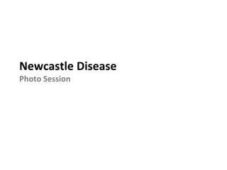 Newcastle Disease
Photo Session
 