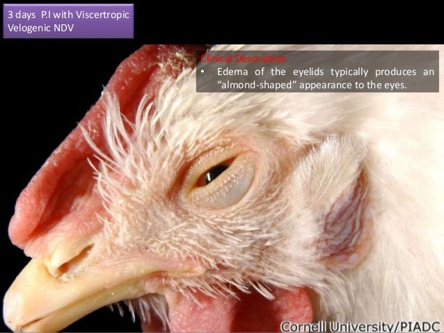History Of Newcastle Disease / Newcastle disease - Wikipedia / Hitchner