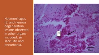 Haemorrhages
(E) and neuron
degeneration,
lesions observed
in other organs
included, air
sacculitis and
pneumonia.
 