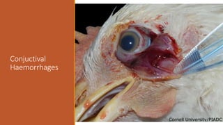 Conjuctival
Haemorrhages
 