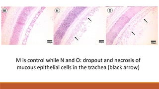 M is control while N and O: dropout and necrosis of
mucous epithelial cells in the trachea (black arrow)
 