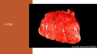 Lungs
 