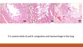 P is control while Q and R: congestion and haemorrhage in the lung
 
