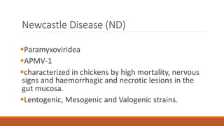 Newcastle Disease (ND)
Paramyxoviridea
APMV-1
characterized in chickens by high mortality, nervous
signs and haemorrhagic and necrotic lesions in the
gut mucosa.
Lentogenic, Mesogenic and Valogenic strains.
 