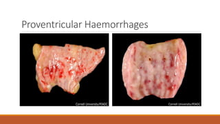 Proventricular Haemorrhages
 