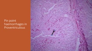 Pin point
haemorrhages in
Proventriculous
 