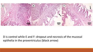 D is control while E and F: dropout and necrosis of the mucosal
epithelia in the proventriculus (black arrow)
 