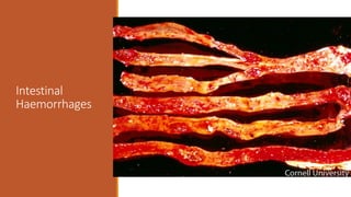 Intestinal
Haemorrhages
 