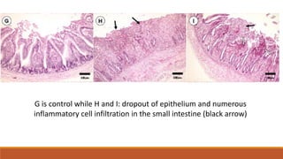 G is control while H and I: dropout of epithelium and numerous
inflammatory cell infiltration in the small intestine (black arrow)
 