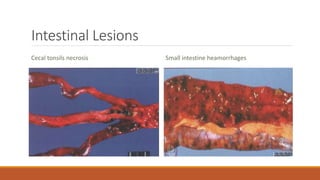 Intestinal Lesions
Cecal tonsils necrosis Small intestine heamorrhages
 