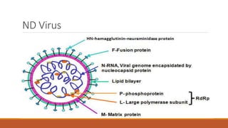 ND Virus
 
