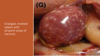 Enlarged, mottled
spleen with
pinpoint areas of
necrosis.
 