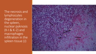 The necrosis and
lymphocytes
degeneration in
the spleen,
nuclear pyknosis
(K-I & K-2) and
macrophages
infiltration in the
spleen tissue (J)
 