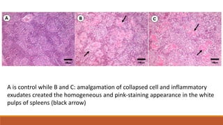 A is control while B and C: amalgamation of collapsed cell and inflammatory
exudates created the homogeneous and pink-staining appearance in the white
pulps of spleens (black arrow)
 