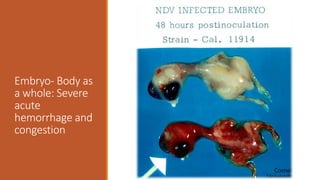 Embryo- Body as
a whole: Severe
acute
hemorrhage and
congestion
 