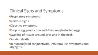 Clinical Signs and Symptoms
Respiratory symptoms.
Nervous signs.
Digestive symptoms.
Drop in egg production with thin, rough-shelled eggs.
Swelling of tissues around eyes and in the neck.
Sudden death.
In human;(Mild conjunctivitis, influenza-like symptoms and
laryngitis).
 