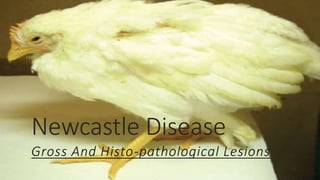 Newcastle Disease
Gross And Histo-pathological Lesions
 