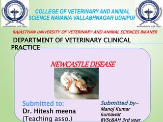 NEWCASTLE DISEASE
Submitted by-
Manoj Kumar
kumawat
BVSc&AH 3rd year
COLLEGE OF VETERINARY AND ANIMAL
SCIENCE NAVANIA VALLABHNAGAR UDAIPUR
RAJASTHAN UNIVERSITY OF VETERINARY AND ANIMAL SCIENCES BIKANER
DEPARTMENT OF VETERINARY CLINICAL
PRACTICE
Submitted to:
Dr. Hitesh meena
(Teaching asso.)
 