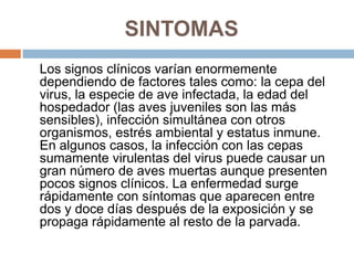 SINTOMAS
Los signos clínicos varían enormemente
dependiendo de factores tales como: la cepa del
virus, la especie de ave infectada, la edad del
hospedador (las aves juveniles son las más
sensibles), infección simultánea con otros
organismos, estrés ambiental y estatus inmune.
En algunos casos, la infección con las cepas
sumamente virulentas del virus puede causar un
gran número de aves muertas aunque presenten
pocos signos clínicos. La enfermedad surge
rápidamente con síntomas que aparecen entre
dos y doce días después de la exposición y se
propaga rápidamente al resto de la parvada.
 