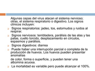 Algunas cepas del virus atacan el sistema nervioso;
    otras, el sistema respiratorio o digestivo. Los signos
    clínicos incluyen:
    Signos respiratorios: jadeo, tos, estornudos y ruidos al
    respirar.
    Signos nerviosos: tembladera, parálisis de las alas y las
    patas, cuello torcido, desplazamiento en círculos,
    espasmos y parálisis.
    Signos digestivos: diarrea
    Puede haber una interrupción parcial o completa de la
    producción de huevos. Los huevos pueden presentar
    anomalías
    de color, forma o superﬁcie, y pueden tener una
    albúmina acuosa.
    La mortalidad es variable pero puede alcanzar el 100%.
 
