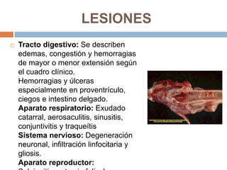 LESIONES
   Tracto digestivo: Se describen
    edemas, congestión y hemorragias
    de mayor o menor extensión según
    el cuadro clínico.
    Hemorragias y úlceras
    especialmente en proventrículo,
    ciegos e intestino delgado.
    Aparato respiratorio: Exudado
    catarral, aerosaculitis, sinusitis,
    conjuntivitis y traqueítis
    Sistema nervioso: Degeneración
    neuronal, infiltración linfocitaria y
    gliosis.
    Aparato reproductor:
 