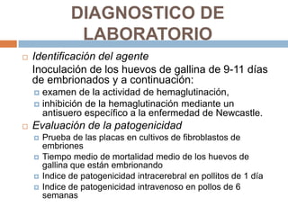 DIAGNOSTICO DE
                LABORATORIO
   Identificación del agente
    Inoculación de los huevos de gallina de 9-11 días
    de embrionados y a continuación:
     examen de la actividad de hemaglutinación,
     inhibición de la hemaglutinación mediante un
      antisuero específico a la enfermedad de Newcastle.
   Evaluación de la patogenicidad
       Prueba de las placas en cultivos de fibroblastos de
        embriones
       Tiempo medio de mortalidad medio de los huevos de
        gallina que están embrionando
       Indice de patogenicidad intracerebral en pollitos de 1 día
       Indice de patogenicidad intravenoso en pollos de 6
        semanas
 