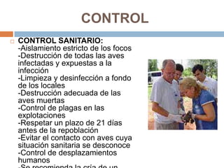 CONTROL
   CONTROL SANITARIO:
    -Aislamiento estricto de los focos
    -Destrucción de todas las aves
    infectadas y expuestas a la
    infección
    -Limpieza y desinfección a fondo
    de los locales
    -Destrucción adecuada de las
    aves muertas
    -Control de plagas en las
    explotaciones
    -Respetar un plazo de 21 días
    antes de la repoblación
    -Evitar el contacto con aves cuya
    situación sanitaria se desconoce
    -Control de desplazamientos
    humanos
 