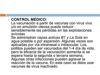    CONTROL MÉDICO:
    La vacunación a partir de vacunas con virus vivo
    y/o en emulsión oleosa puede reducir
    sensiblemente las pérdidas en las explotaciones
    avícolas
    Se administran cepas activas B1 y La Sota en
    agua potable o por aspersión. Algunas veces son
    aplicadas por vía intranasal o intraocular. Los
    pollitos pueden ser vacunados del 1-4 día de vida,
    pero la eficacia de la vacunación aumenta si se
    espera hasta la segunda o tercera semana.
    Algunas otras infecciones pueden agravar la
    reacción de la vacuna. En este caso se debe usar
    vacunas de virus inactivado.
 